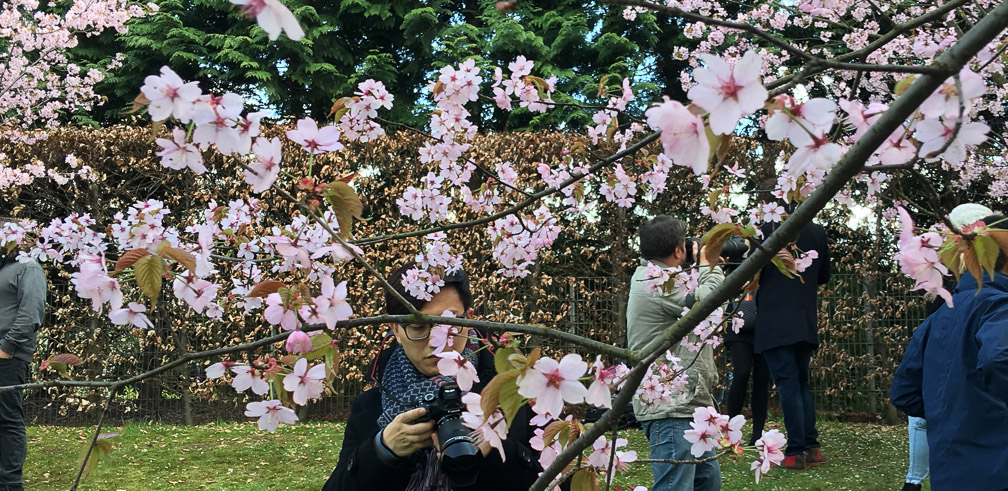 Cherry Blossom viewing in Berlin 2019
