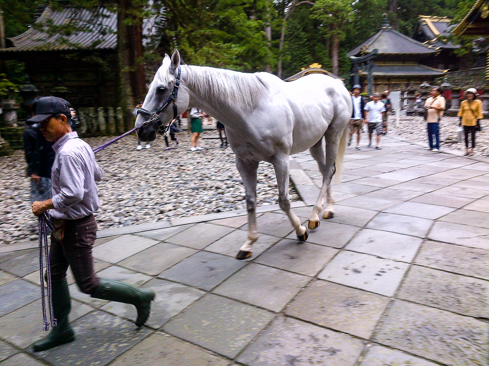 Sacred horse at Nikkō Tōshō-gū. Photo: Ingrid